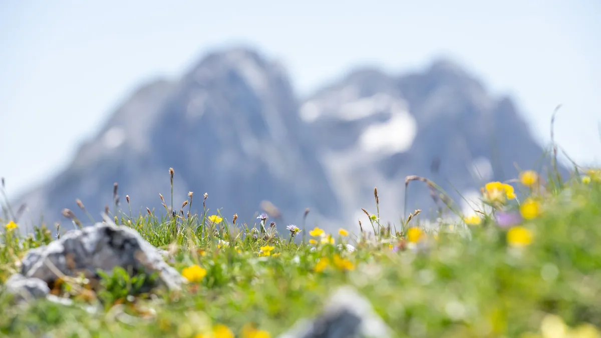 Colorful wildflowers in a mountain meadow with a blurred backdrop of snow-capped peaks.
