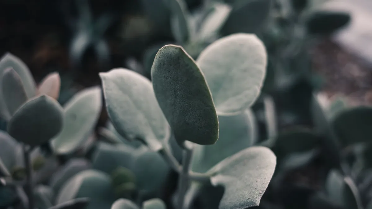Close-up shot of lush green leaves with a moody and soft lighting effect.