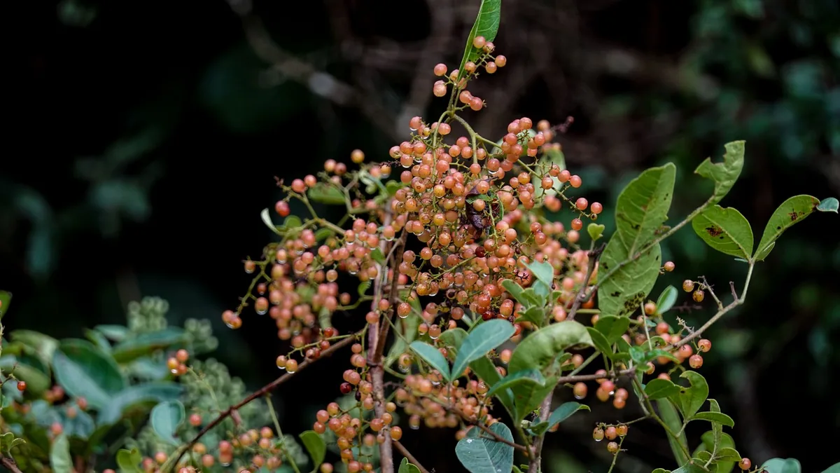 Detailed image of ripe berries clustered on shrub branches against a lush forest background.